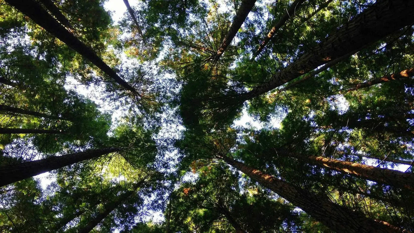 Looking up at a forest canopy